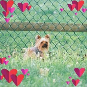 Meet your Posher, Robin